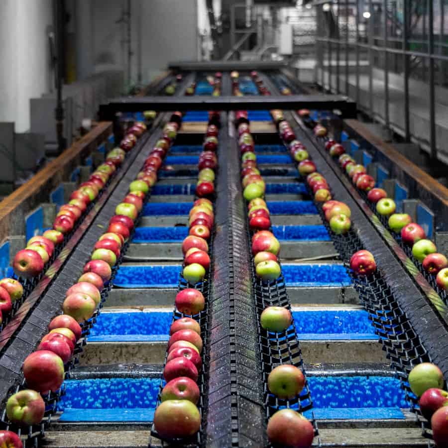 Apples on a conveyer belt